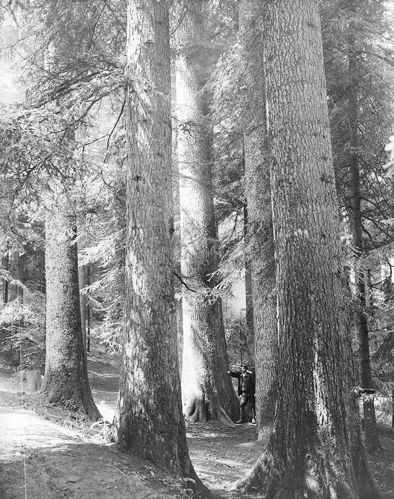 Die stärksten Tannen um 1914