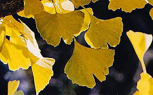 Die Blätter des Gingko zählen eigentlich zu den Nadeln