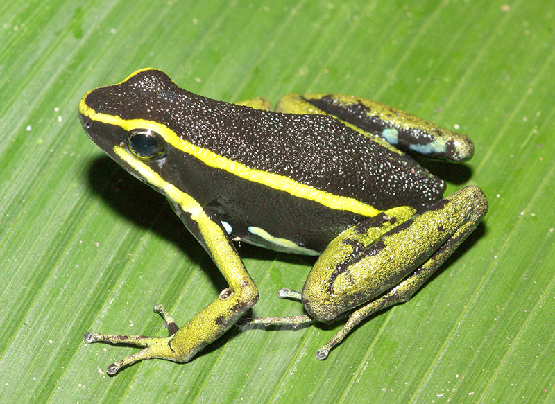 Pfeilgiftfrosch Ameerega trivittata