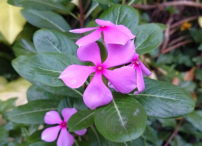 Madagaskar-Immergrün