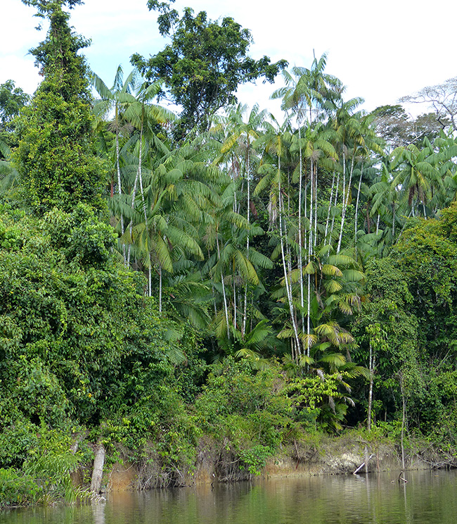 Tropischer Regenwald