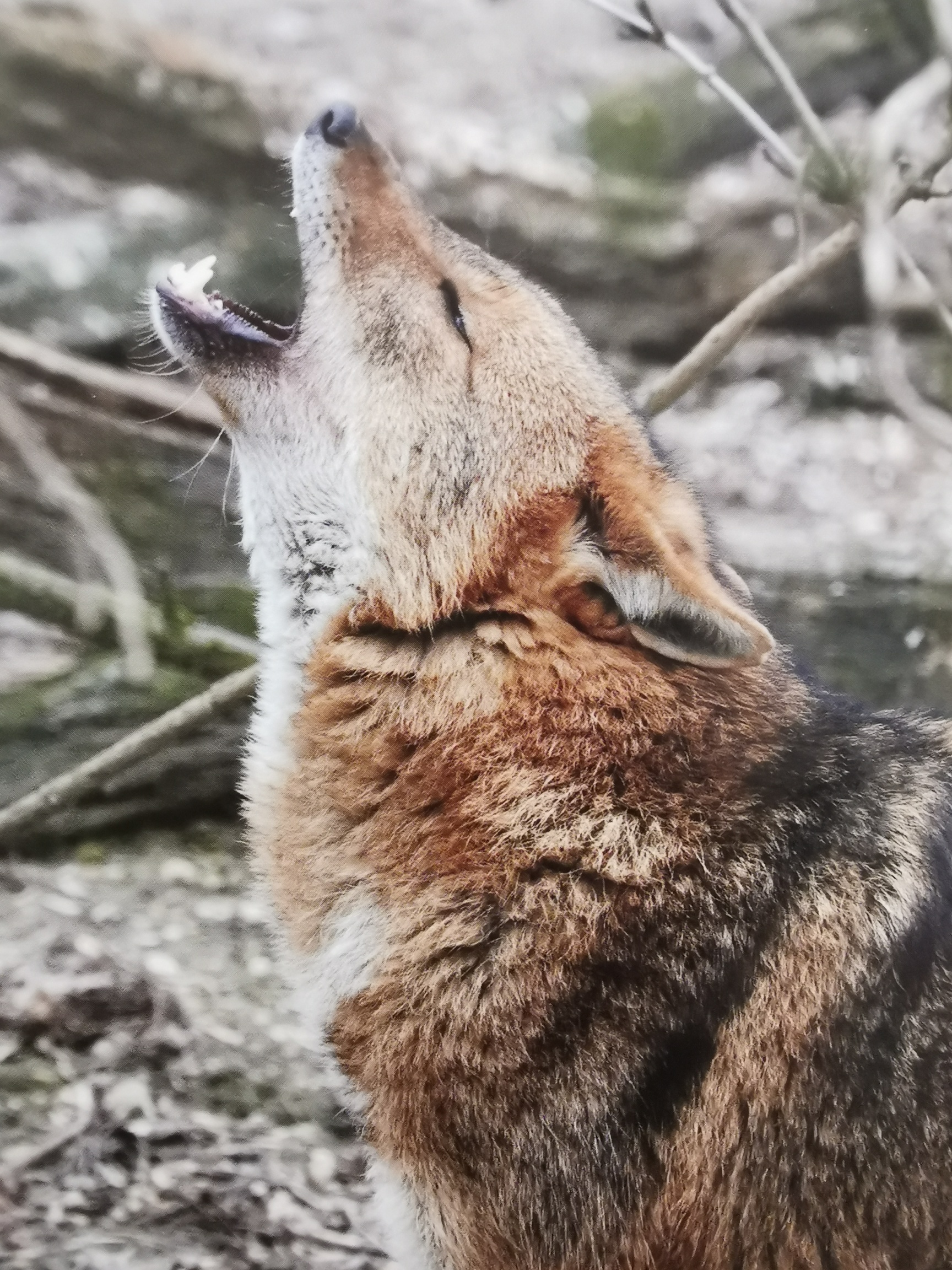 buchbesprechung-der-goldschakal-waldwissen