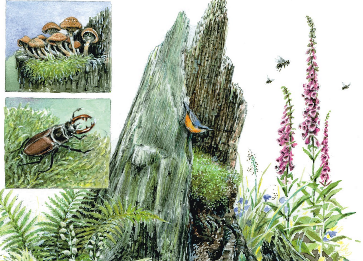 Buchcover Lebensraum Totholz