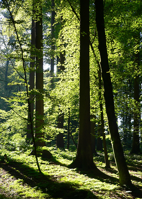 Buchenwald im Gegenlicht
