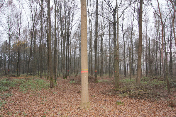 Beispielfläche eines durchforsteten Bestandes