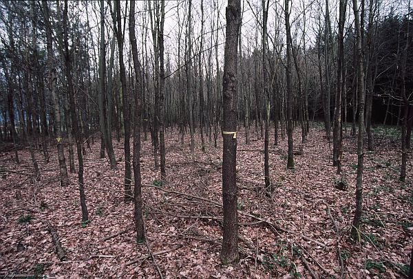Beispielfläche im Jahr 1988