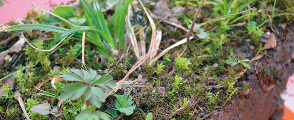 Ausgestochener Boden (Foto: BFW/C. Lackner)