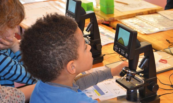 Schüler beim Mikroskopieren von Bodentieren (Foto: BFW/C. Lackner)