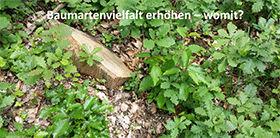 Baumartenvielfalt