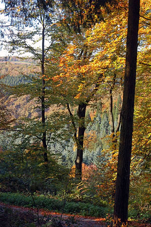Blick über das Weilandsiepen, Arboretum Burgholz.
