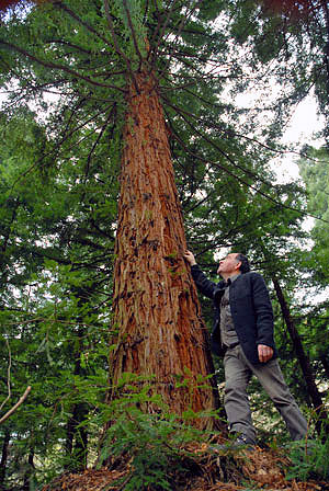 örster Dautzenberg vor einem 40-jährigen Küsten-Mammutbaum.
