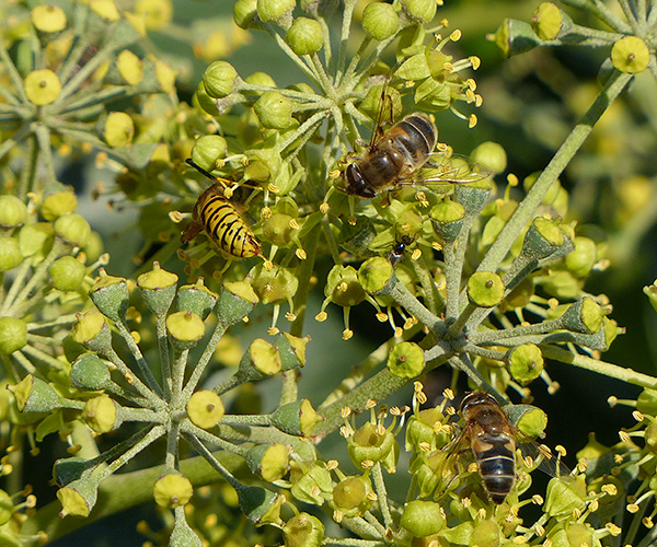 Bienen an Efeublüten