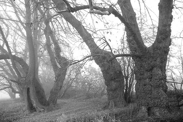 Allee am Rheindamm im Nebel