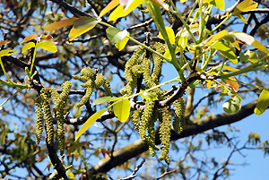 Männliche Blüten im Frühjahr