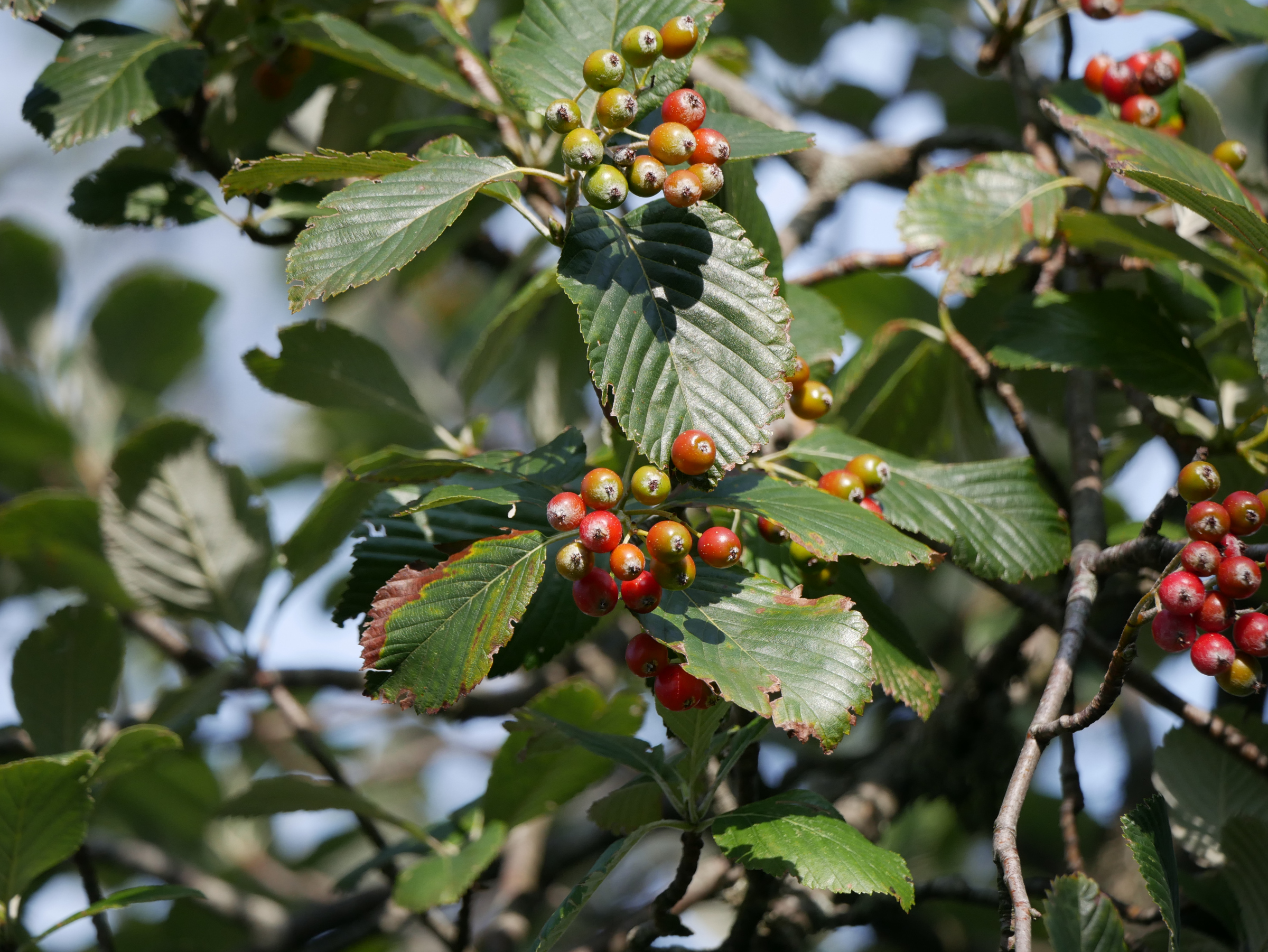 Zweige mit kleinen, rundlichen roten bis grünen Früchten und ovalen, gezahnten, grünen Blättern