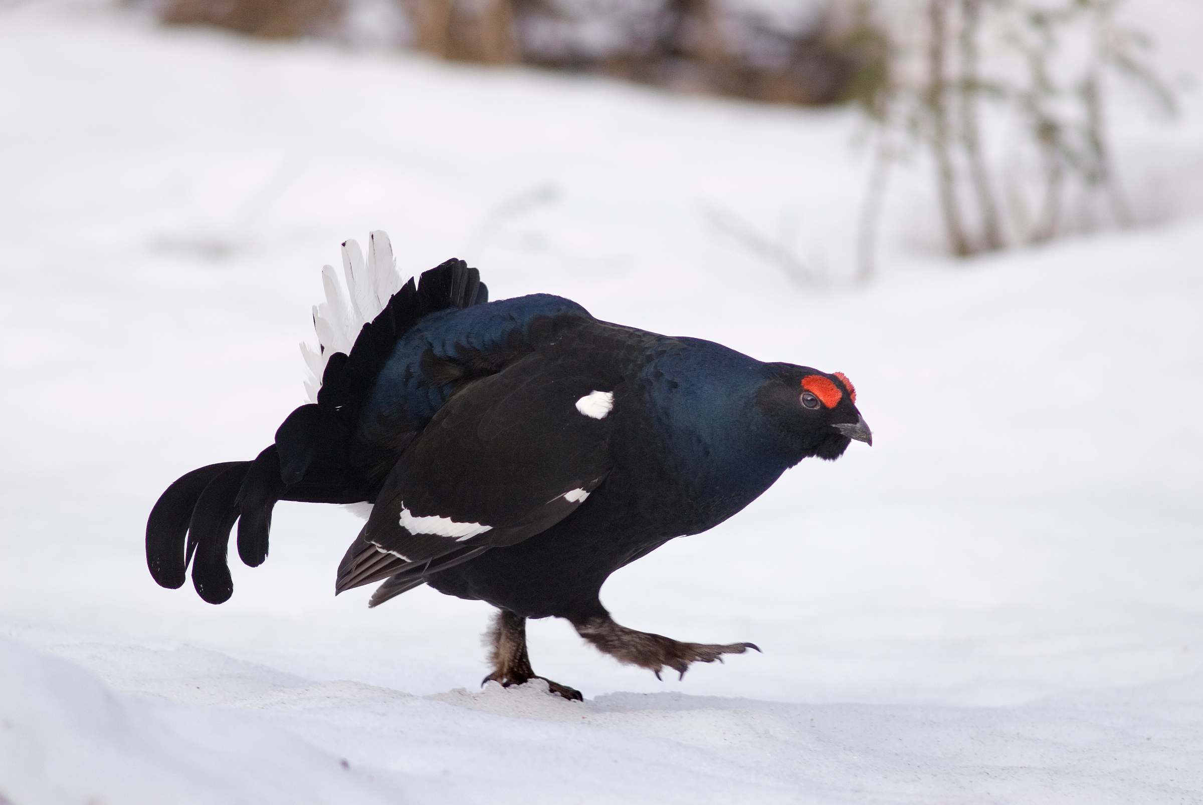 Dunkle gefärbter, hühnerartiger Vogel mit roten Augenwülsten im Schnee