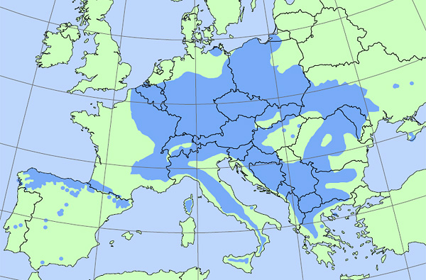 Verbreitung des Bergahorns in Europa