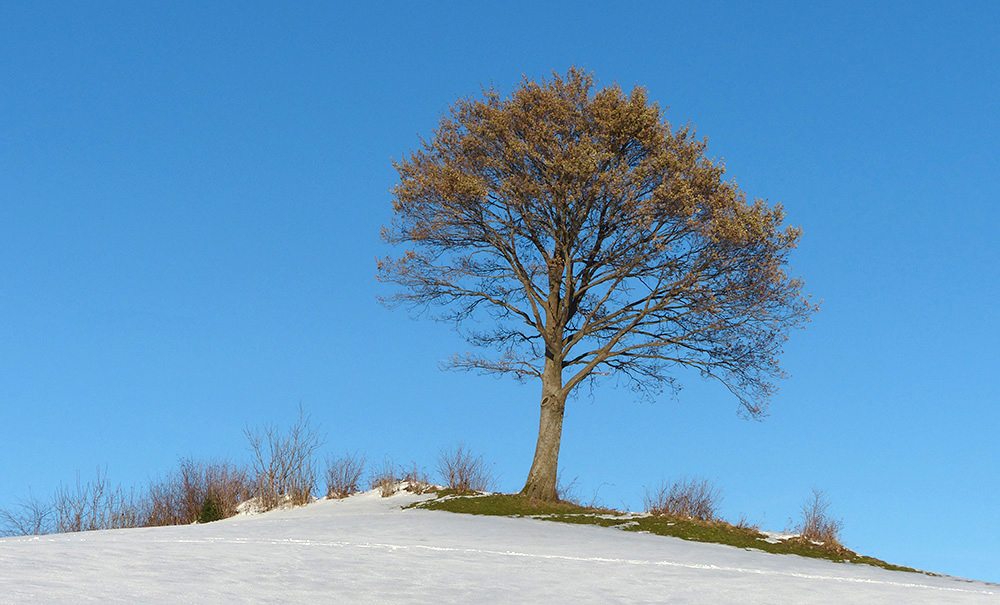 alleinstehende Eiche