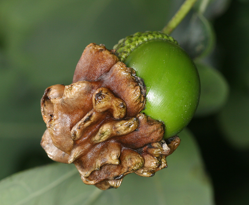 Il cinipide della quercia (Andricus quercuscalicis)