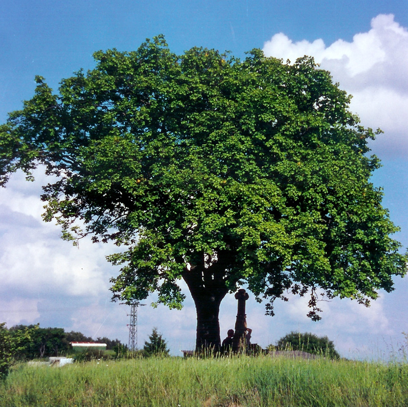  Elsbeere bei Ripsdorf