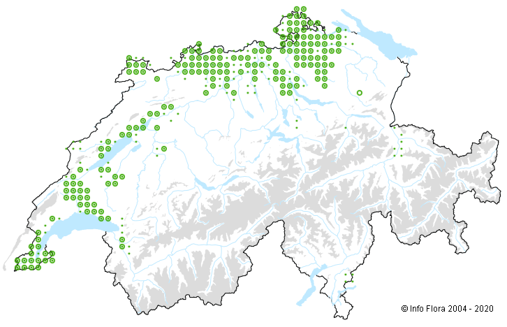 Verbreitung der Elsbeere in der Schweiz