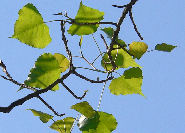 Leaves of black poplar