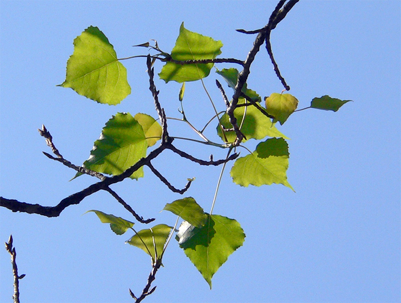 Blätter der Schwarzpappel