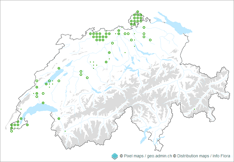 Verbreitung des Speierlings in der Schweiz