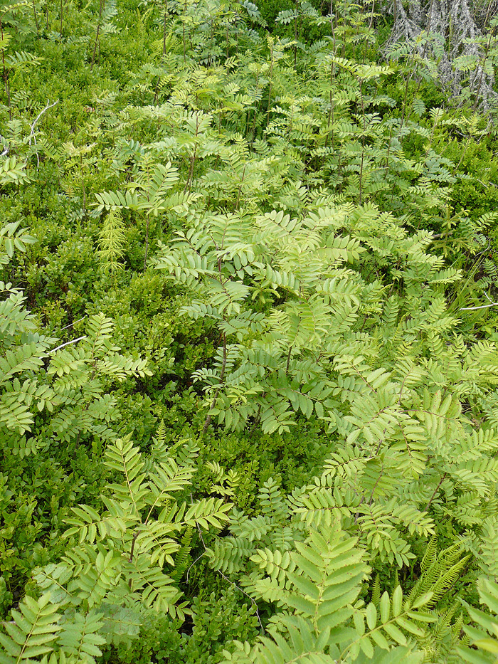 rowan can reproduce throughbasal sprouting