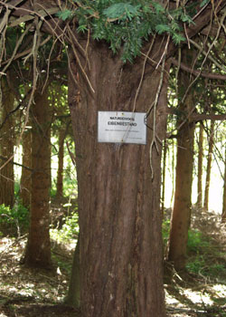 Naturdenkmal Eibenwald