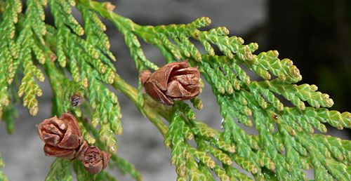 Thuja plicata, Zweige