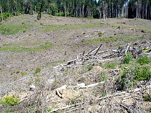 Typischer Kahlschlag im Großprivatwald in Oregon. Stellen, die beim Herbizideinsatz nicht behandelt wurden, sind an der grünen Vegetation zu erkennen