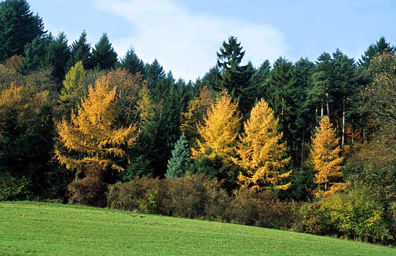 Die goldene Herbstfärbung der Lärchen verschönert das Waldbild
