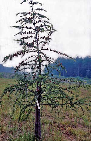Samen / Der Baum des Jahres 2012 Lärche Larix Ein ungewöhnlicher Nadelbaum 
