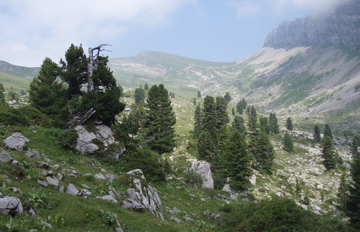 Swiss stone pines on the Rautialp above Näfels