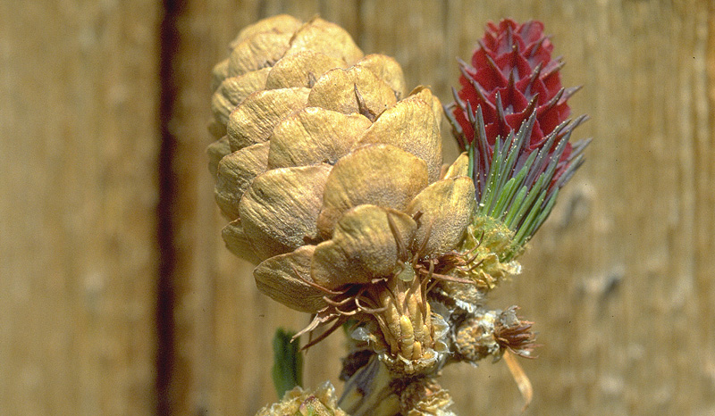 Rameau de mélèze avec cône et fleur femelle