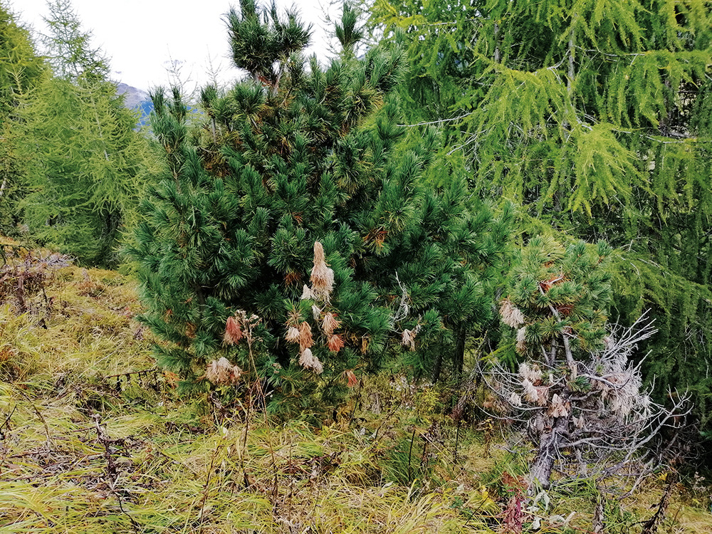 Snow blight (Gremmenia infestans) 