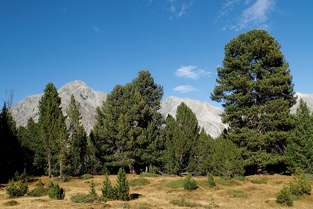 Steadfast Swiss stone pines in a dynamic habitat