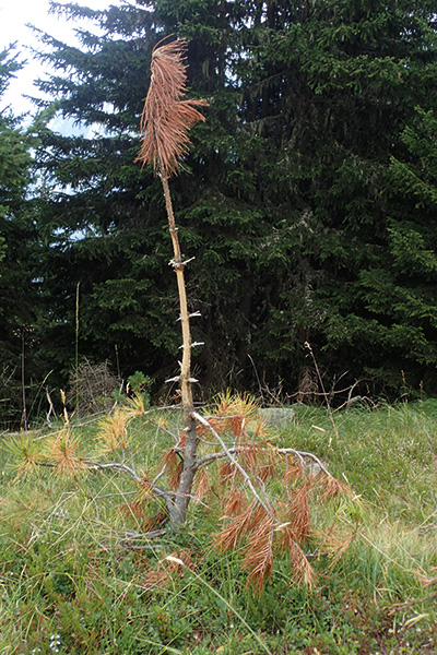 Antler-rubbing and stripping damage caused by cloven-hoofed animals