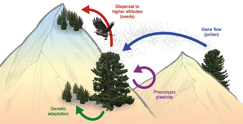 The four ways in which the stone pine can respond to climate change