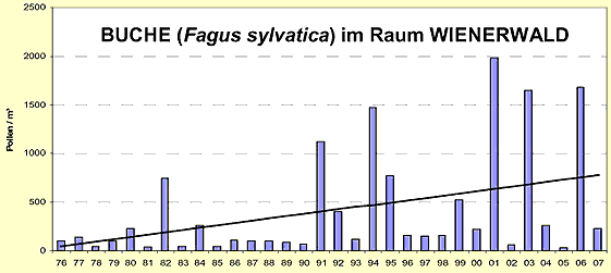 Positiver Trend der Pollenproduktion der Buche