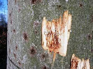 Befall durch den Kleinen Buchenborkenkäfer