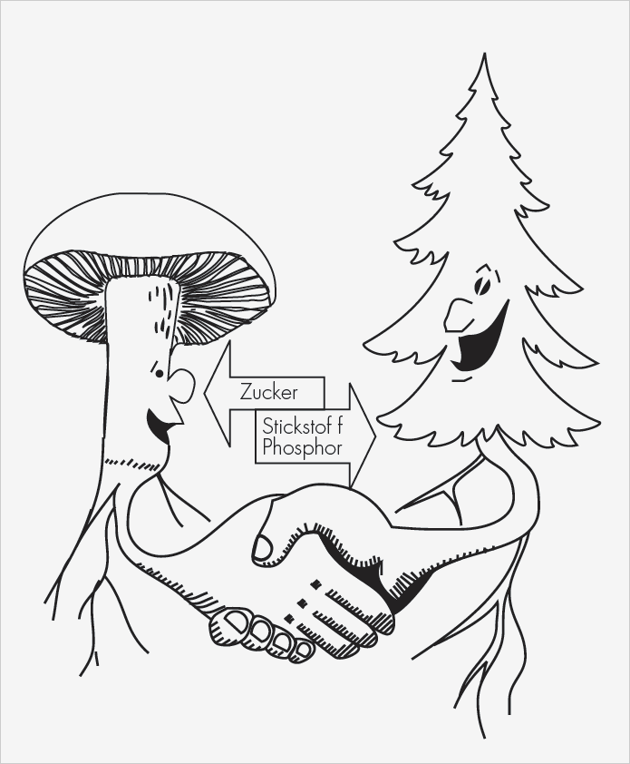 Skizze: Lebensgemeinschaft Baum-Pilz