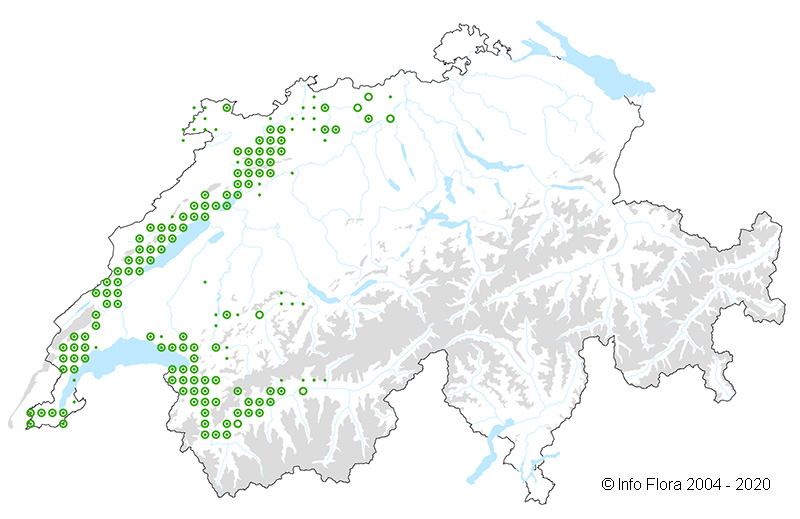 Schneeballblättriger Ahorn