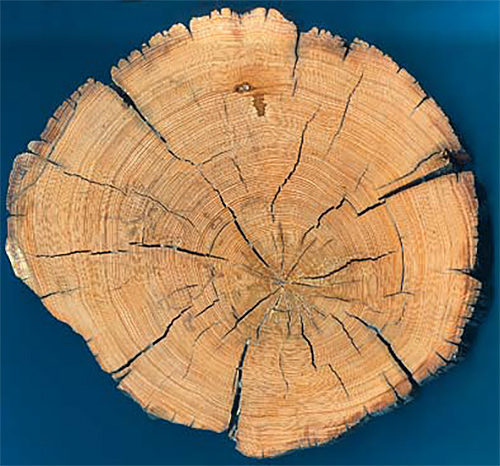 Cross section of a fossil larch trunk