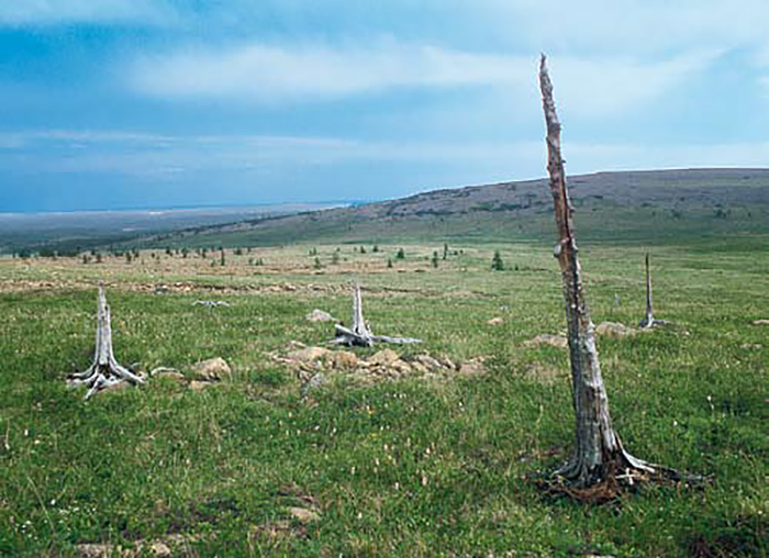 fossile Wälder im Ural