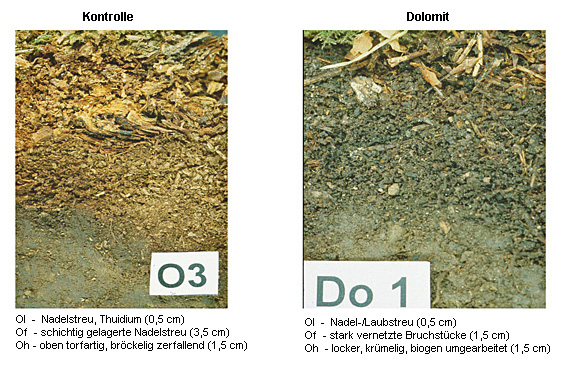 Umbau der Humusauflage 6 Jahre nach einer mit 10 t/ha dosierten Kalkung im Kalkungsversuch Ochsenhausen; ungekalkt (links), gekalkt (rechts)