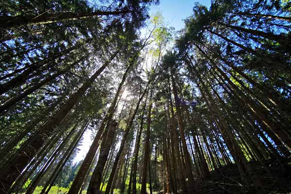 Nadelbäume – wie reagiert das Wachstum auf die Klimaerwärmung?