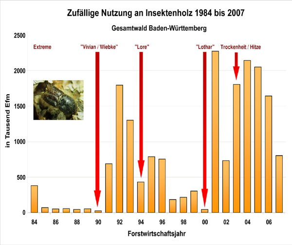 Zufällige Nutzungen durch Insektenschäden 1984 – 2006