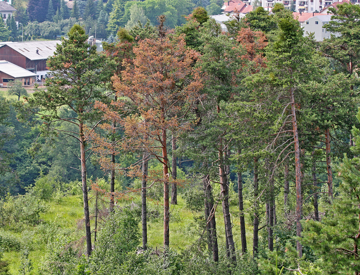 absterbende Waldföhren im Churer Rheintal